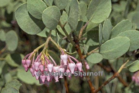 arctostaphylos viscida mariposa 1 graphic